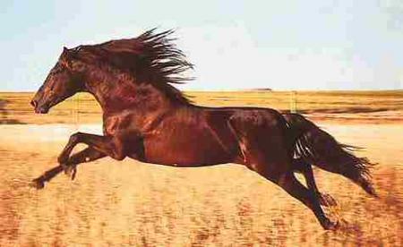 mon cheval en liberte