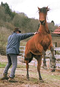 mon pere et mon cheval